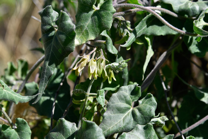 Texas Milkvine with another look at the flowers in an umbel. Plants may grow up a 1 ½ or so. Relatively rare in the United States. Matelea producta